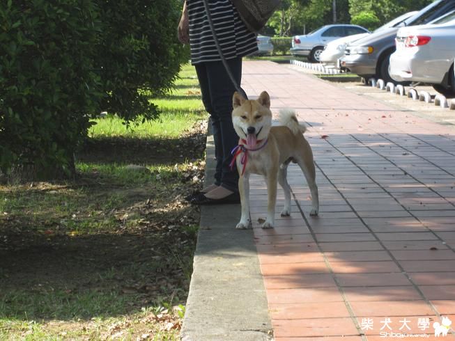 7/24桃園接柴寶寶&小柴聚(原發表者:果汁媽)(相簿)