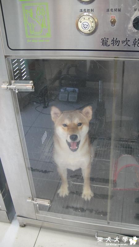 帶麻糬進烘箱~(原發表者:麻糬媽)(綜合討論)