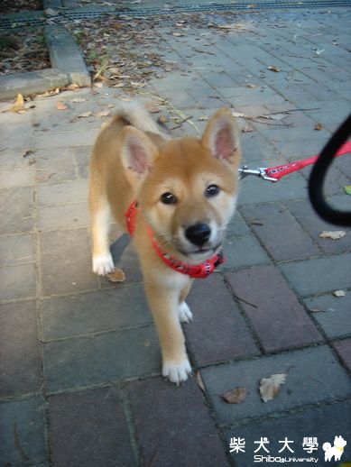 拿鐵的生活照(原發表者:拿鐵哥)(相簿)