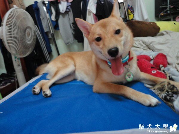 minu要乖乖等媽咪回家唷(原發表者:minu媽)(綜合討論)