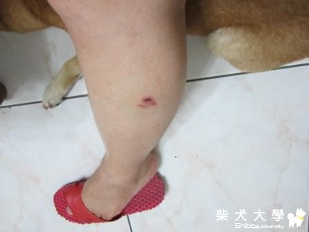 元氣和果汁打架的受害者 - 元氣麻(原發表者:元氣媽咪)(相簿)