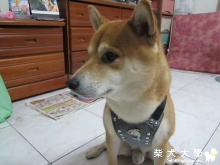 果汁麻替果汁道歉的禮物(原發表者:元氣媽咪)(相簿)