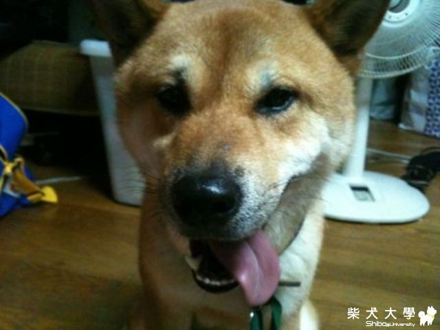 今天要來去開飛機了!!(原發表者:ian30409)(相簿)