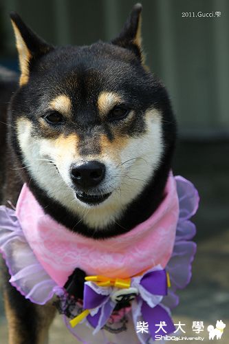 皇后的奸笑(原發表者:Gucci麻)(相簿)