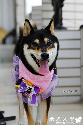 皇后與領巾(原發表者:Gucci麻)(相簿)