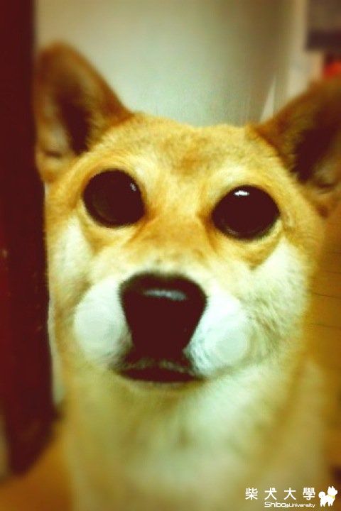 外星柴柴!!!(原發表者:kawa148)(相簿)