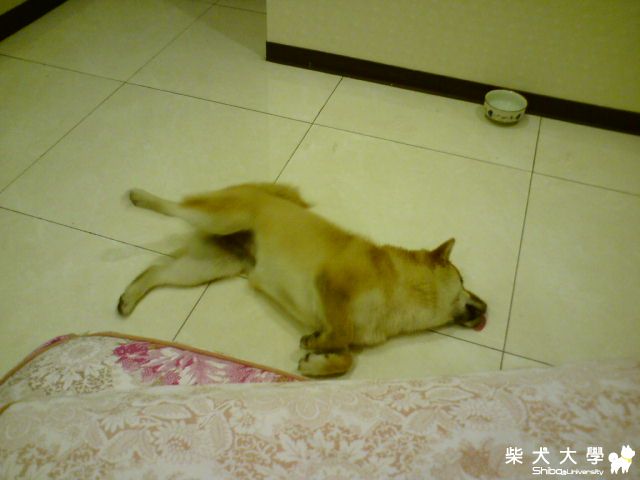 誇張的睡姿(原發表者:小米江)(相簿)