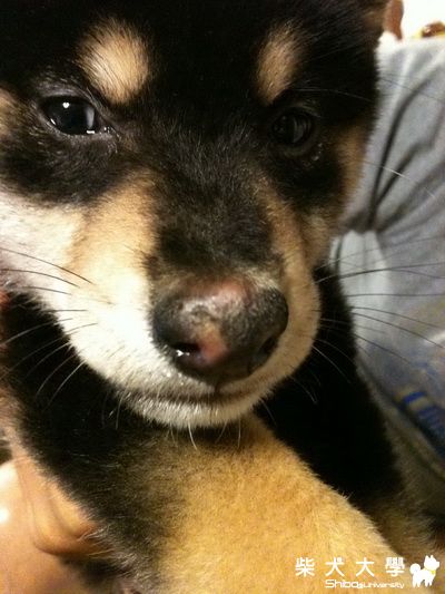 鼻子乾乾的  也都脫皮了   頭上也有頭皮屑~(原發表者:j613tw)(環境管理)