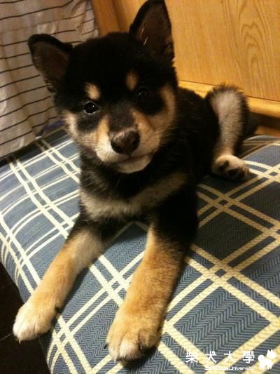 可樂今天滿2個月囉~  看看他在鏡頭前面裝天使的樣子!!(原發表者:j613tw)(相簿)