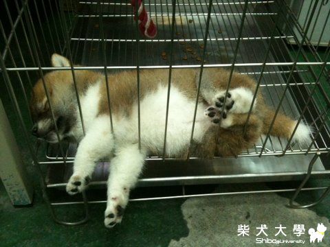 超Q睡姿(原發表者:nicole92)(相簿)