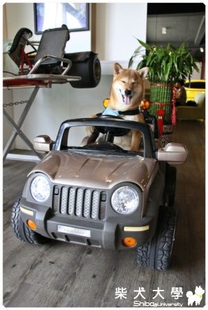 開車車(原發表者:陳曉婷)(相簿)