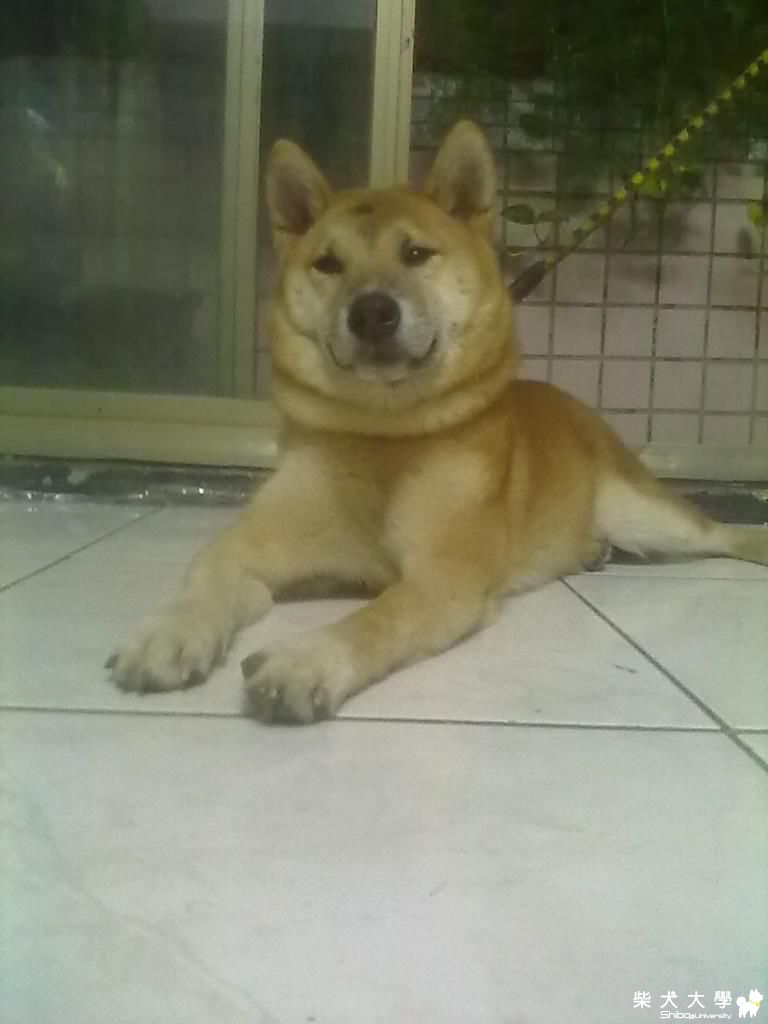 年糕拍照的一號表情(原發表者:hebe033)(相簿)