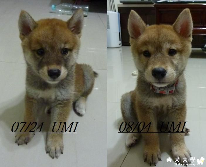 UMI成長臉的變化(我好像換了一隻柴XD)(原發表者:judy0809)(相簿)