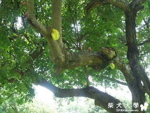 颱風快來了!趕快來幾張戶外照(原發表者:琪琪姊)(相簿)