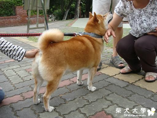 嘉義7柴聚(原發表者:bolen912)(相簿)