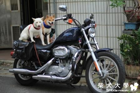 一生中一定要有一"阿蕾"(原發表者:洪麻糬)(相簿)