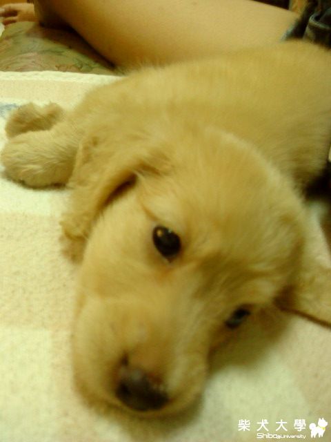 2ㄍ寶貝出遊(雙叟茶舖)(原發表者:tino0717)(相簿)