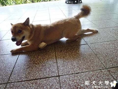 夜襲(內有露點幼幼柴請勿進入)(原發表者:肯尼麻)(相簿)