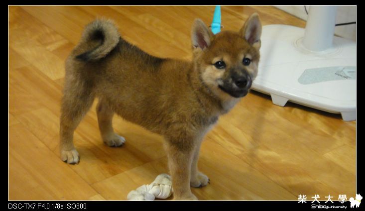 很像小狼犬的柴犬BiBi(原發表者:BiBi麻)(相簿)