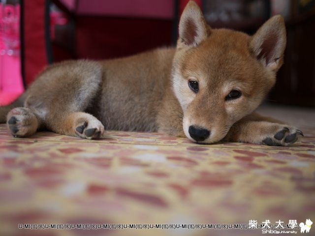 umi 父親節搶父親光芒~(原發表者:judy0809)(相簿)