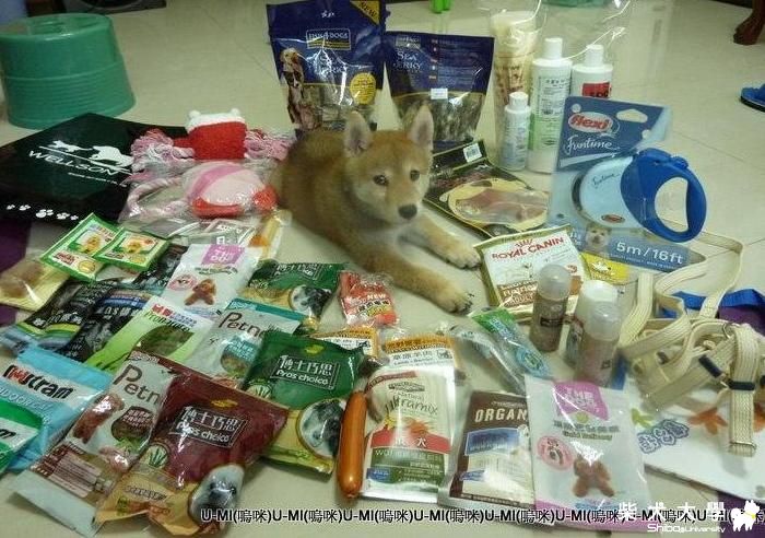 8/13台中寵物展戰利品with UMI !!!(原發表者:judy0809)(綜合討論)