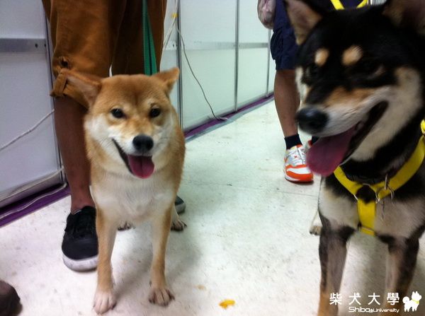 8/13寵物展拍拍~戰利品分享(原發表者:Eagle姊)(相簿)