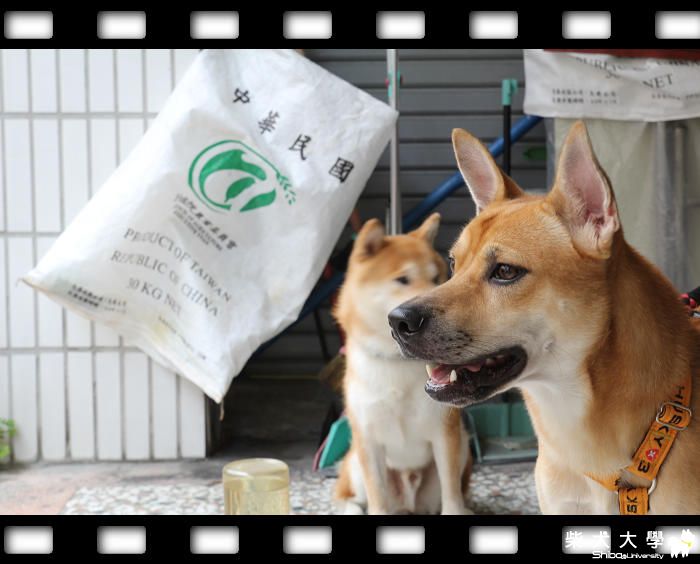 8/14 悠閒的上午(原發表者:台中小賴)(相簿)