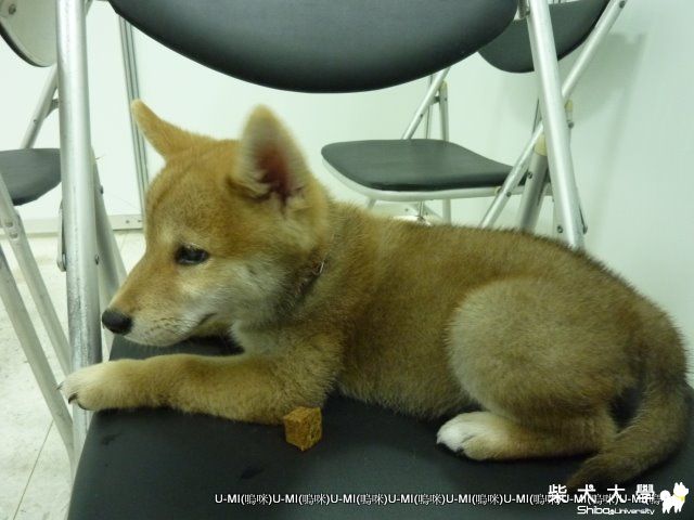 8/14 又參加了寵物展 (UMI版)(原發表者:judy0809)(綜合討論)