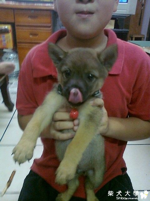 跳蚤市場裡的狐狸柴(原發表者:屁蛋)(綜合討論)