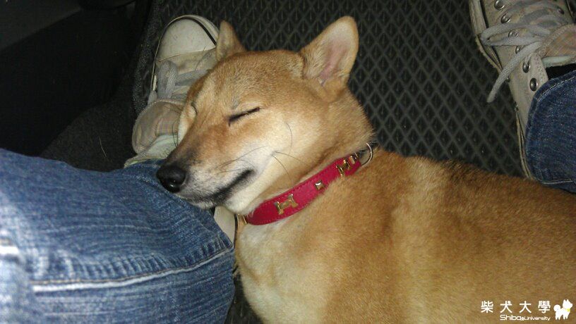 出遠門的睡法(原發表者:采柴家)(相簿)