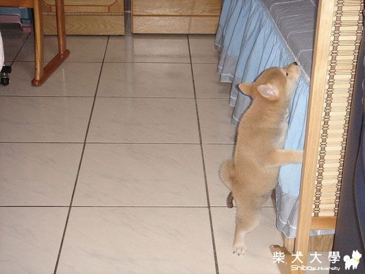 小時候上廁所.....(原發表者:Migi姐)(相簿)