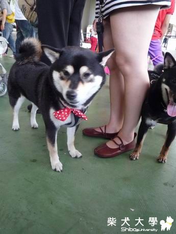 第五屆寵物展(原發表者:無)(綜合討論)