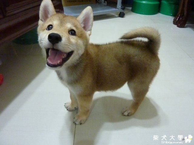 惡魔般的UMI天使般的笑容(原發表者:judy0809)(相簿)