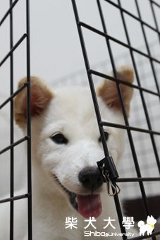 haru 脫逃記(原發表者:Haru慈寒)(相簿)