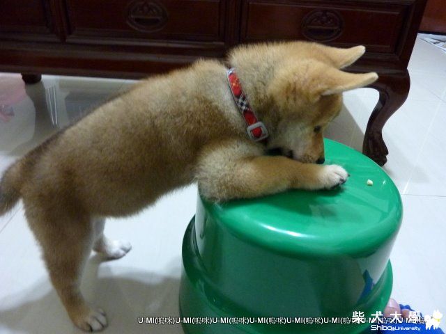 換個姿勢...等一下...(UMI)(原發表者:judy0809)(影片)