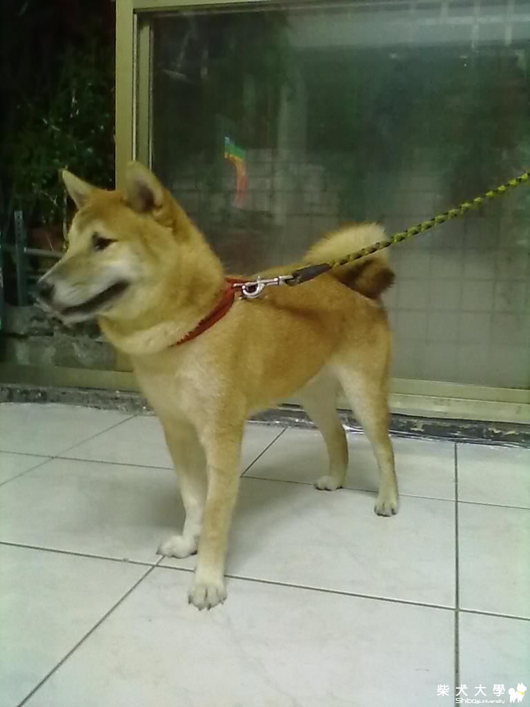 年糕頭毛長出來了(原發表者:hebe033)(相簿)