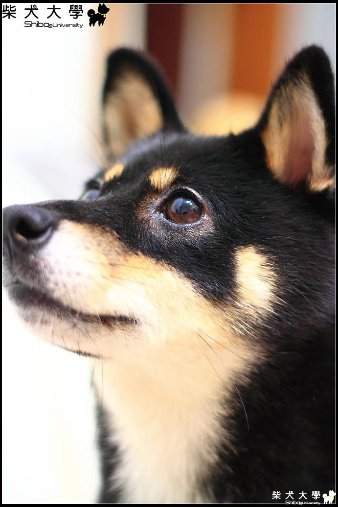 對不起大家，我有個愛現的爹(原發表者:庫洛爸)(相簿)