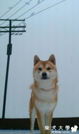 Qちゃん 生活照(原發表者:雨過得彩虹)(相簿)