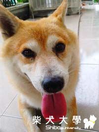 龍寶貝(原發表者:龍龍mom)(相簿)