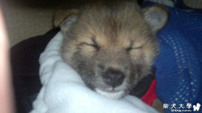 1/2天使+1/2惡魔(原發表者:棕柴)(綜合討論)