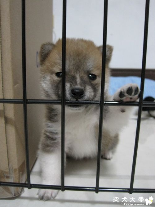 事實證明長大會學會(原發表者:BOOM媽)(體能訓練)