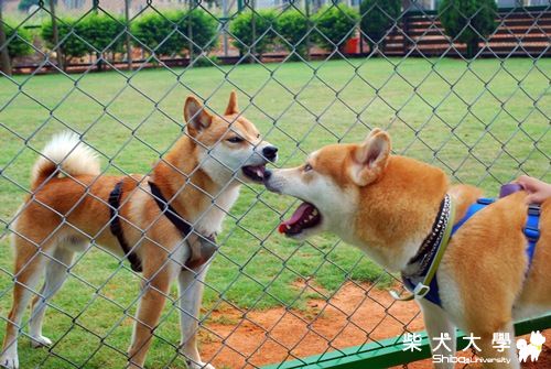 球球家補充--8/21大貴柏林生日柴聚(原發表者:球球的爹)(相簿)