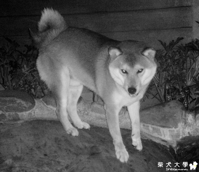 夜行獸~小心眼神會殺人(原發表者:小恩)(相簿)