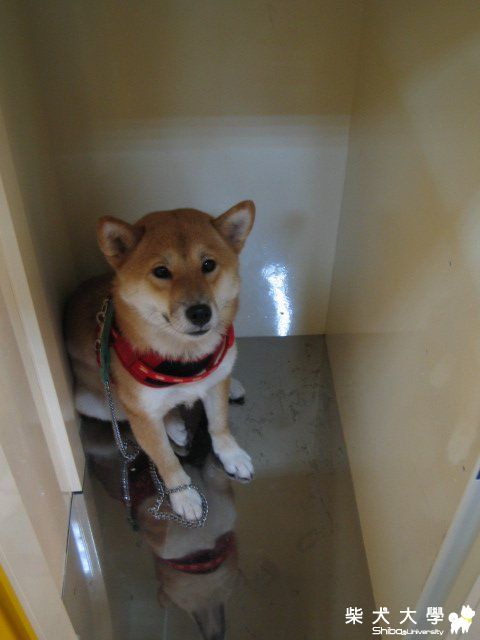 這"鐵籠"真安全~(原發表者:弟弟家)(綜合討論)