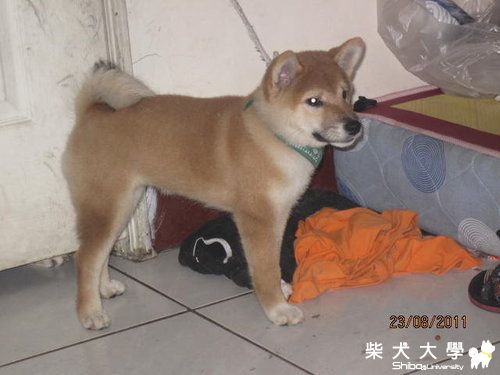 粉圓的新照(原發表者:天生神準)(相簿)