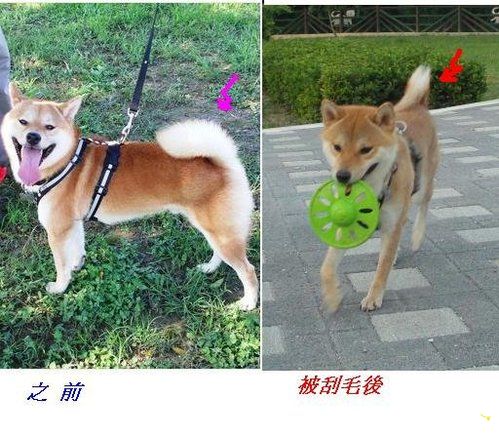 毛前 毛後 麻麻自責篇...(原發表者:吉谷家)(相簿)