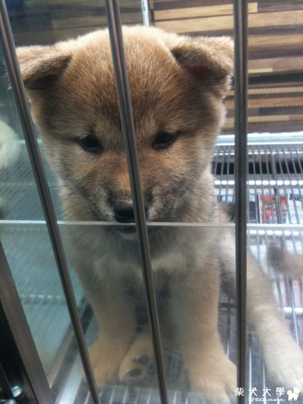 可愛的Brownie(原發表者:andrew348)(相簿)