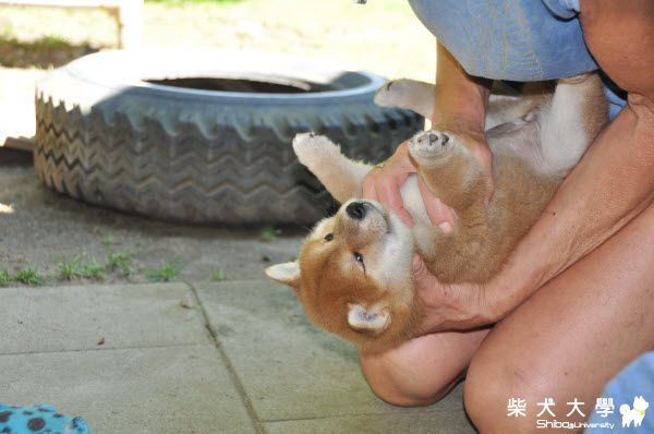 我當阿姨了... 可愛母柴小P成長紀錄(原發表者:gowell)(相簿)