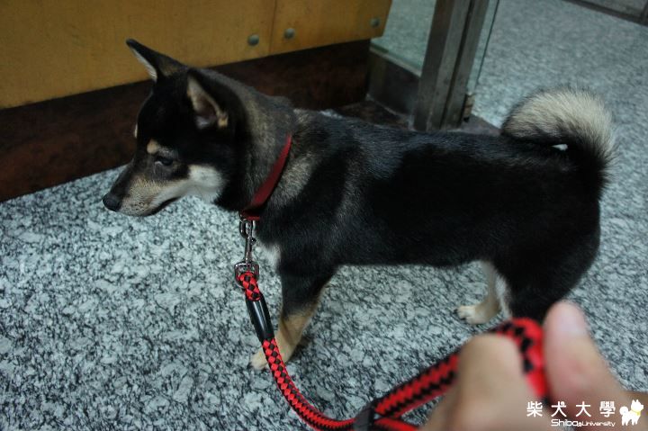 第四天了！！胖終於克服了散步的恐懼了喔(原發表者:jjjjjcute)(體能訓練)