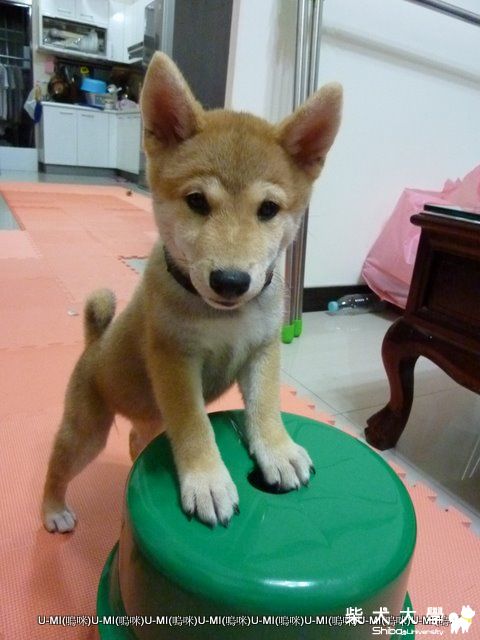 猴子臉的umi ...(原發表者:judy0809)(相簿)